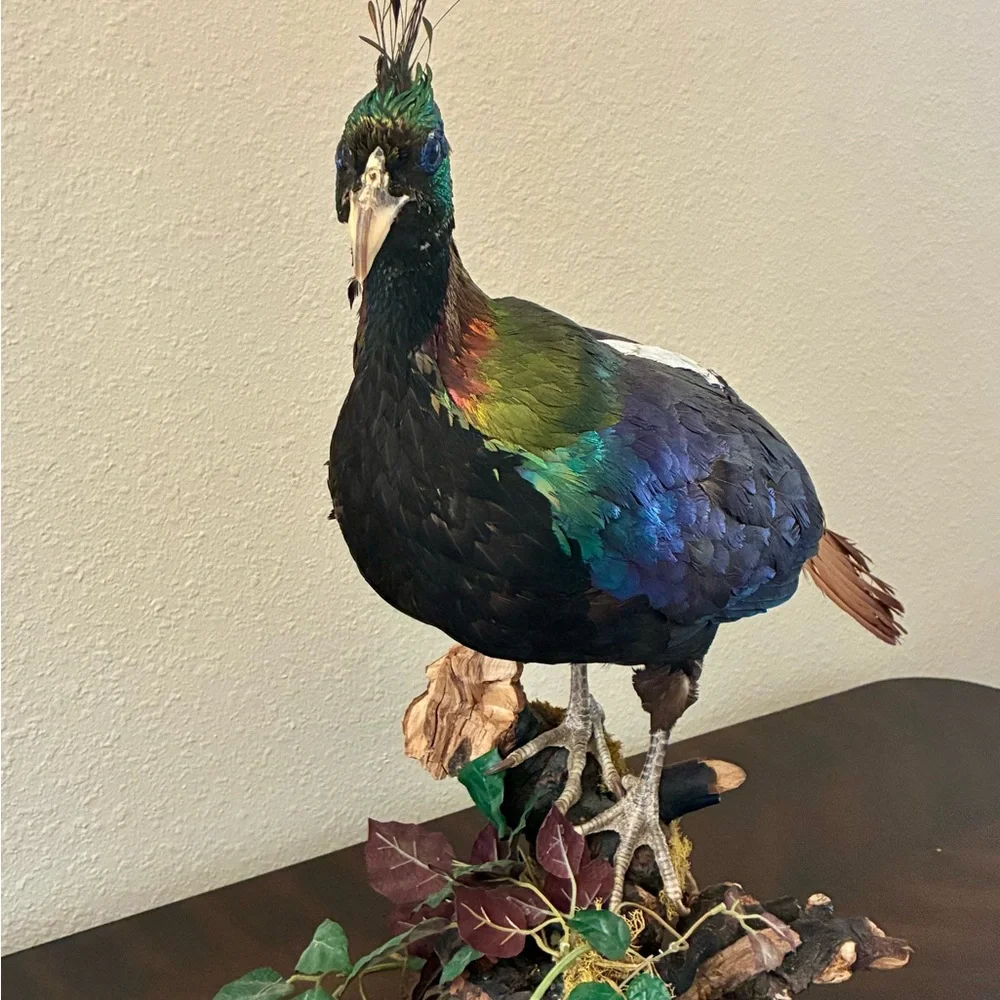 Himalayan Monal Pheasant Mount Extremely Rare